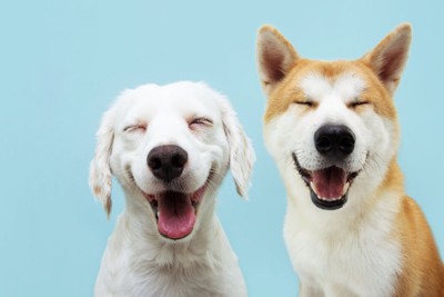 笑顔の犬たち