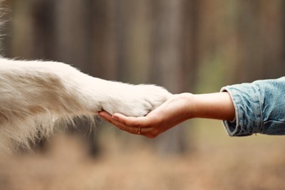 女性の手と白い犬の手