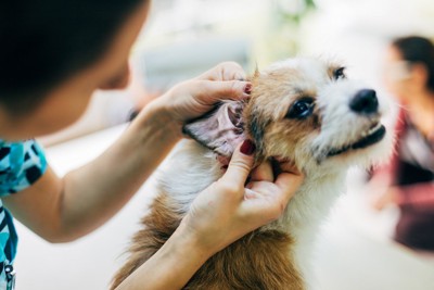 耳の検査をする犬