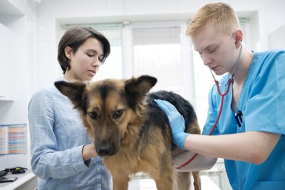病院でお腹に聴診器を当てられている犬