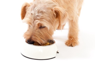 少ない量のご飯を食べている犬