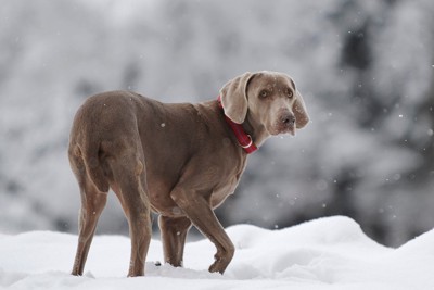 雪の中をくるくる回る犬