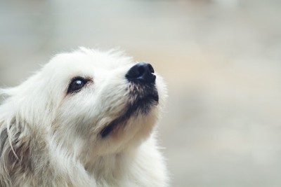 見上げる白い犬の横顔アップ