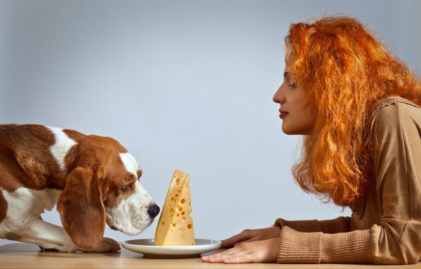 犬にチーズを与えても大丈夫？