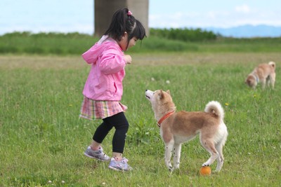 芝生で遊ぶ柴犬に近づく女の子