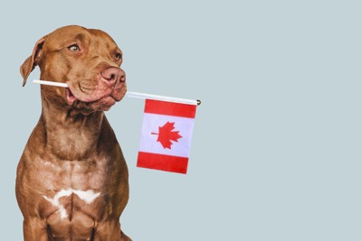 カナダの国旗を咥えた犬