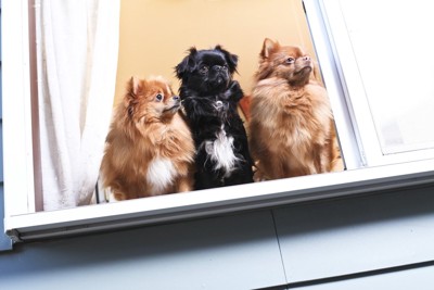 窓から身を乗り出す3頭の犬