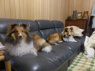 ソファーに座る愛犬達
