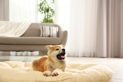 ベッドの上で舌を出す秋田犬の子犬