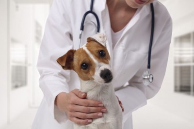 犬と獣医師