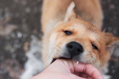人の手を噛む犬の顔アップ