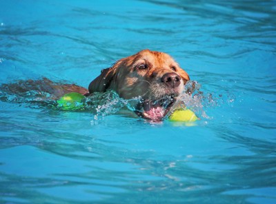 プールでボール遊びをする犬