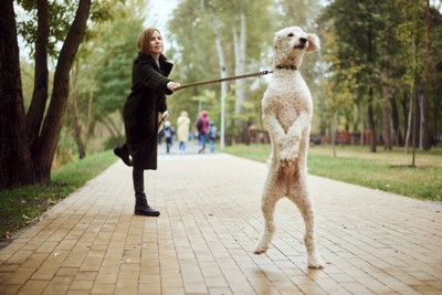 引っ張られる女性と白い犬
