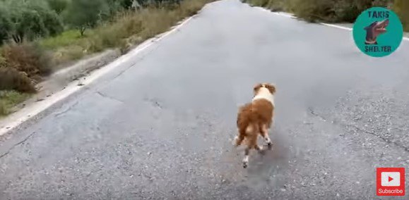 走り去る犬