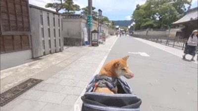 三重県伊勢市を散歩するワンちゃん