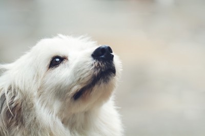 見上げる白い犬の顔アップ