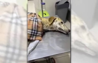 診察台に横たわる犬