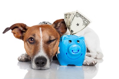 貯金箱と犬