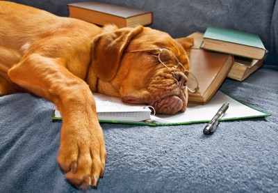 ノートと本の上で眠る眼鏡をかけた犬