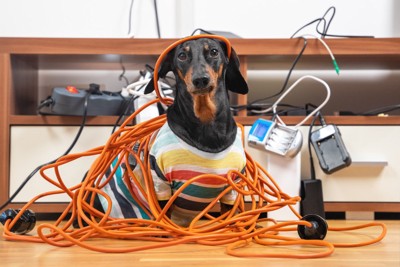 電気コードまみれの犬