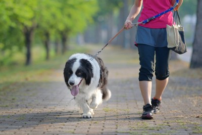 歩道を散歩する犬と女性
