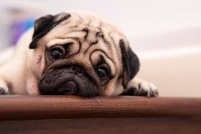 悲しい顔の犬