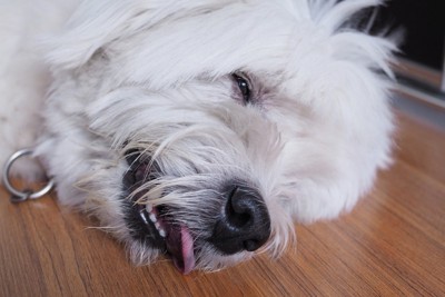 目と口を少し開けたまま横たわる白い犬