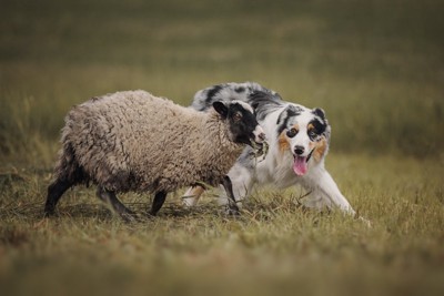 羊と牧羊犬