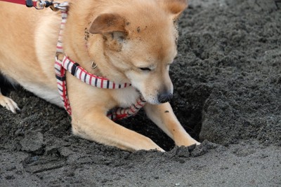 砂場に穴を掘った茶の犬