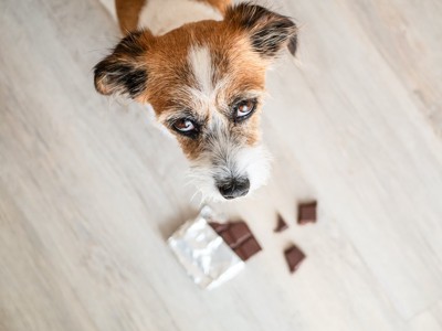 床に落ちているチョコレートとこちらを見上げる犬