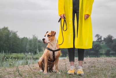 ハーネスを着けた犬と黄色いコートの女性
