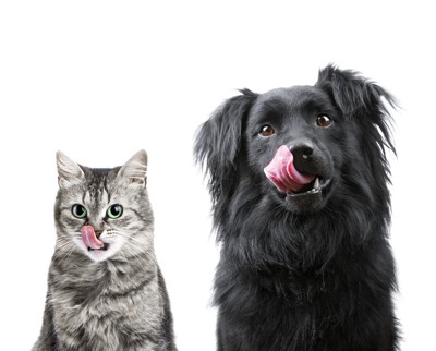 舌舐めずりする猫と犬