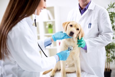 動物病院で診察中の犬