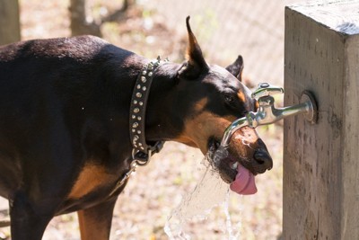 蛇口から直接水を飲む犬
