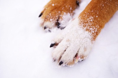 雪の上の犬の手