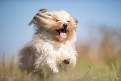 笑顔で走る長毛の犬