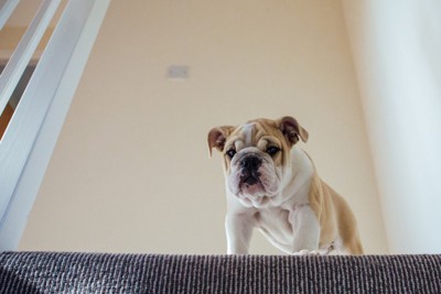 階段の上から見下ろす犬