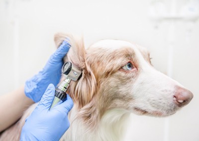 耳を診られている犬