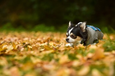 落ち葉の上に座る犬