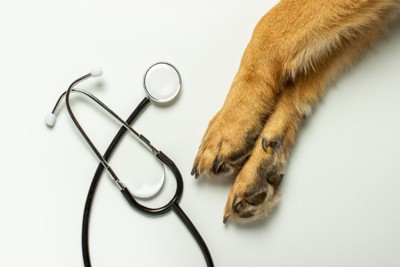 聴診器と犬の足