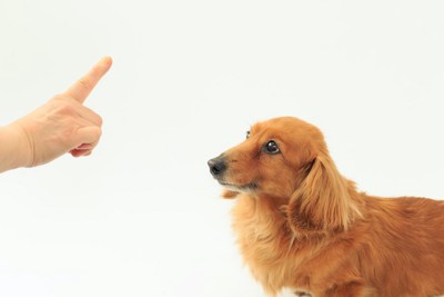 指示を出す飼い主の手を見つめる犬