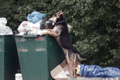 立ち上がってゴミ箱を漁る犬