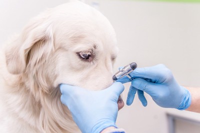 鼻の検査をされている犬