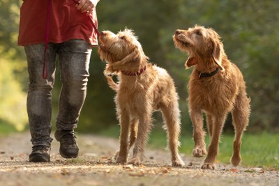 同じ犬種のシニア犬と若犬と散歩する人