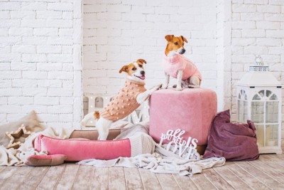 ピンクの部屋と洋服を着た犬
