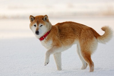 雪の上、手を上げる柴犬