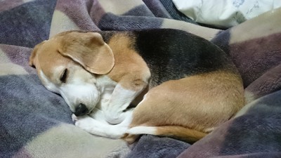 丸まって眠るビーグル犬