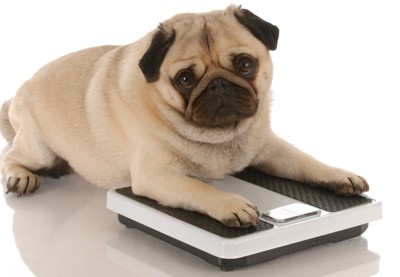 体重計と犬