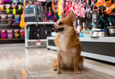お買い物に来た犬、犬用品やグッズの売り場