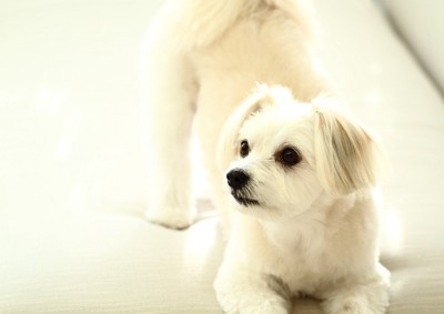 ソファの白い犬